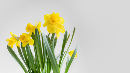 Yellow Narcissus or daffydowndilly flowers. Springtime. Authentic photo. Women's day, mother's day.
