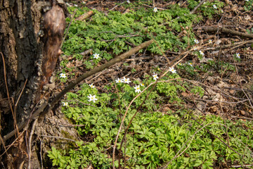 White anemone flower among the foliage. Spring Flower