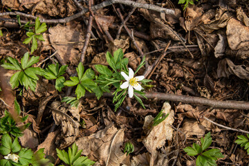 White anemone flower among the foliage. Spring Flower