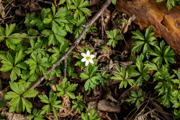 White anemone flower among the foliage. Spring Flower