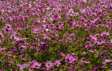 Obraz na płótnie Canvas A closeup of a field of garden cosmos flowers, near Silverton, Oregoncosmos