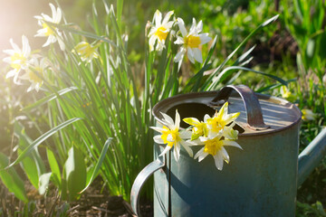 Daffodils in watering can in garden