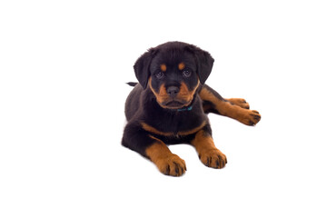 Obraz premium Dog puppy isolated
