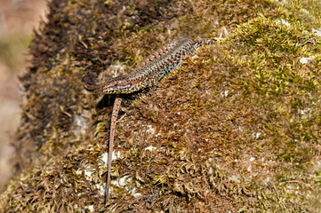 Common Wall Lizard