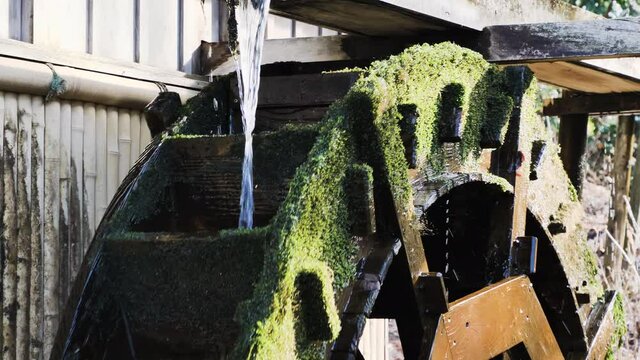 水車と苔