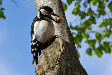 Great Spotted Woodpecker With Hazelnut In The Beak