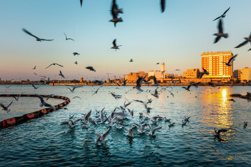 Beautiful shot of seagull birds on the blue water at Dubai Creek, United Arab Emirates.
