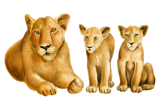 Lions family on isolated white background watercolor botanical painting