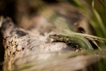 A Common lizard basking on a log