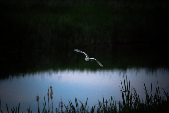 A Barn Owl Bird Flying Above Water At Dusk