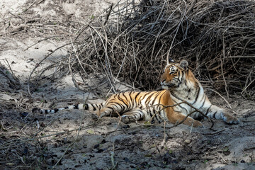 Naklejka na ściany i meble Royal Bengal Tiger - Jim Corbett National Park