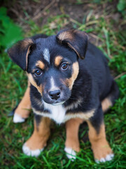 Small black brown puppy looking at you.