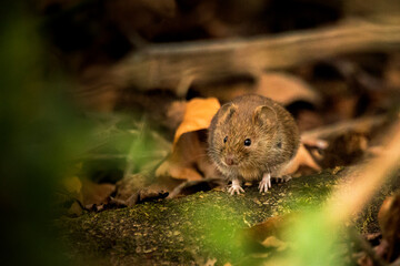 A bank vole sat on a log on the forest floor - obrazy, fototapety, plakaty