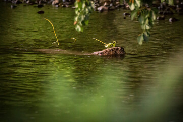 A Beaver swimming in a river with a branch in its mouth © Cavan