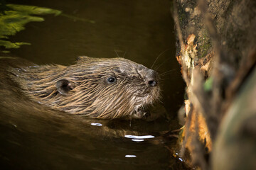 A Headshot of a Beaver feeding in a river