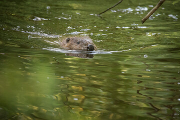 A headshot of a beaver swimming across a green river