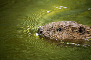 A headshot of a beaver swimming across a green river © Cavan