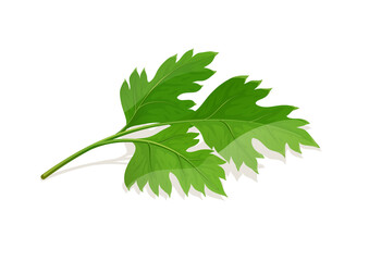 Parsley Leaf. Greens for food, isolated on white background. Eps10 vector illustration.