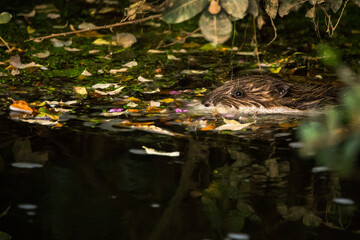 a young beaver in a river surrounded by fallen leaves © Cavan