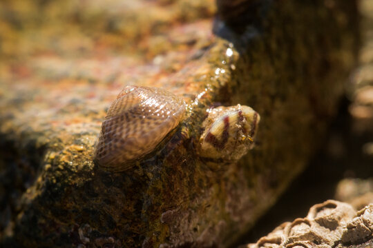 Two topshells on a rock