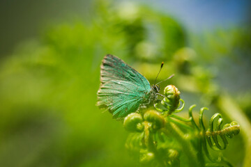 A green butterfly resting on a fern