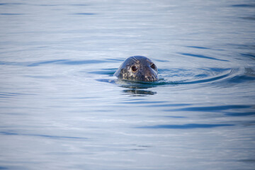 A grey seal poking its head out of a blue sea © Cavan