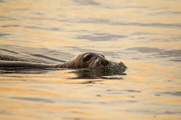 A grey seal emerging from the sea at sunset