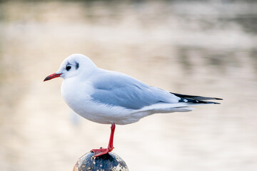 A small black headed gull, winter feathered seagull standing on an old pole by the lake, still bird on blurred water background