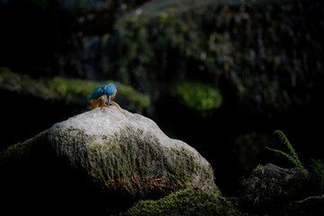 A kingfisher bird sat on a rock with a lamprey prey