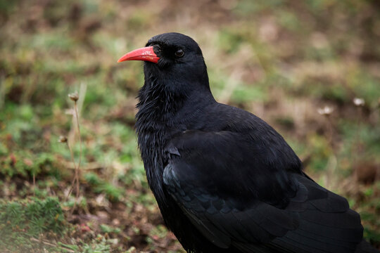 A chough bird feeding in a meadow
