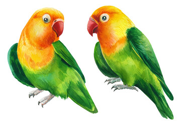 Fototapeta na wymiar lovebirds parrots on isolated white background, animal watercolor painting