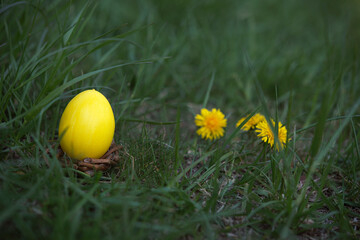 Easter, holidays and tradition concept. Colorful Easter eggs painted in pastel colors on grass background with blossom dandelion.