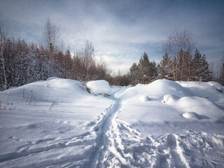 Beautiful winter landscape with snow covered trees. Trees covered with white fluffy snow.