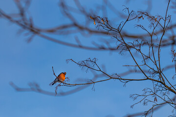 Eurasian Bullfinch on a branch in the forest