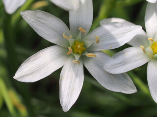 Small white petals of the flowering ornithogalum flowers. Close-up.