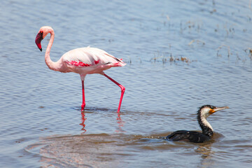 Lesser flamingo and white-breasted cormorant