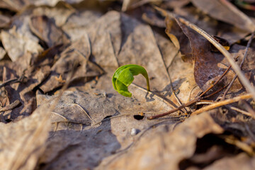 Small maple’s sprout on the ground