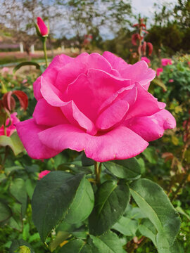 Shocking Pink rose in full bloom, Northeast Thailand
