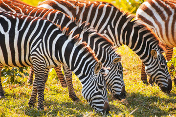 Fototapeta na wymiar Plains zebras