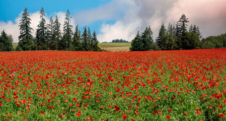 Field of red American Shirley Poppies near Silverton, Oregon.  Flowers are blood red, white crosses fill their hearts. Immortalized in the poem 'In Flanders Field'