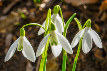 Galanthus nivalis or common snowdrop - blooming white flowers in early spring in the forest, closeup
