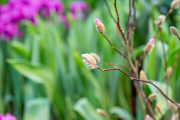 A pussy-willow branch with a blossoming bud. Woody plant of the Salicaceae family. Easter symbol in Orthodox Christians