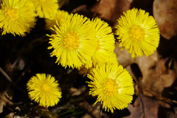 Tussilago farfara medical plant. Coltsfoot (Tussilago farfara L.) flowers in the spring forest.
