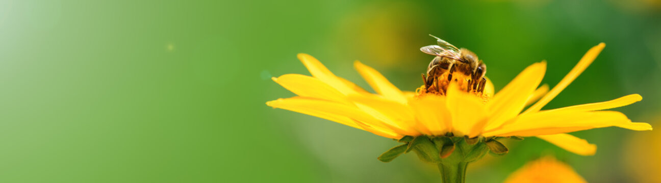 Bee and flower. Banner. Close up of a  striped bee collecting pollen on a yellow flower on a Sunny bright day. A bee collects honey from a flower. Summer and spring backgrounds