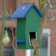 Sparrow Eating In A Birdhouse