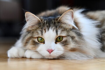 Siberian katze