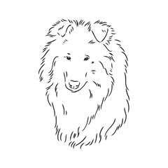 Dog Rough Collie isolated on White background. Vector illustration. collie, vector sketch on a white background