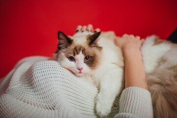 Fluffy cat Ragdoll on a white woman sweater.