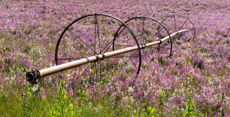 irrigation system in a field of colorful toadflax flowers on a farm near Silverton, Oregon