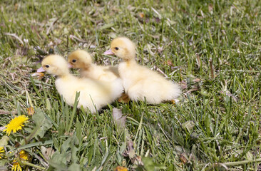 three small domestic ducklings walking in the grass